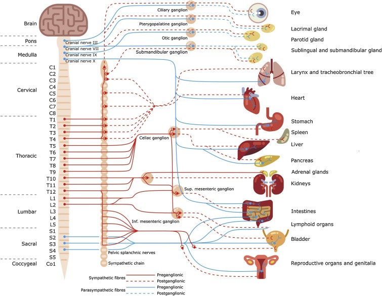 What Does HRV and the Vagus Nerve Have to Do With Anxiety? - Lief Blog